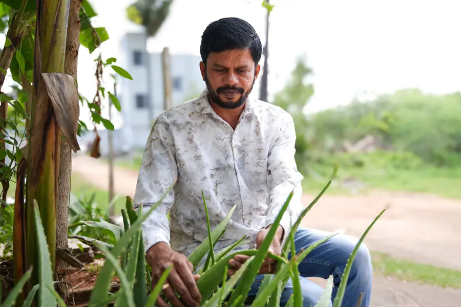 Dr. Krishna crouched at an aloe plant, examining the leaves