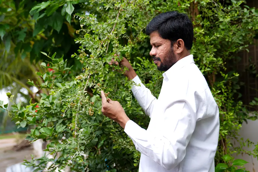 Dr. Krishna examining a shrub with small berries