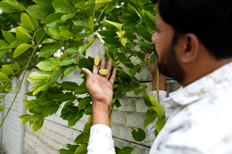 A hand reaching up to seed pods on a climbing vine